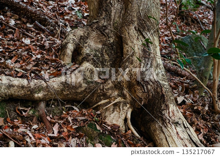 Root of a tree 135217067