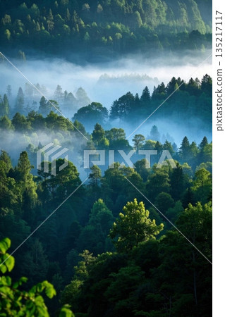 山林间弥漫薄雾的自然景观 135217117