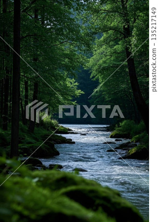 森林中流淌的河流景观 135217149