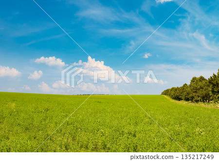 Fresh spring clover field and blue sky 135217249