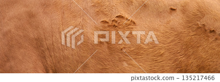 Close-up of brown animal fur texture with natural patterns and fine details 135217466