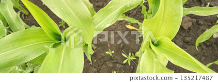 Close-up view of vibrant green corn leaves in a fertile field after rainfall Close-up view of vibrant green corn leaves in a fertile field after rainfall 135217487