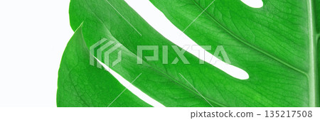 Close-up of vibrant green monstera leaf with prominent veins and natural 135217508