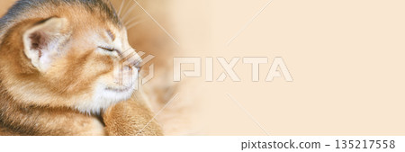 Adorable ginger kitten sleeping peacefully on a soft blanket with a beige Adorable ginger kitten sleeping peacefully on a soft blanket with a beige 135217558
