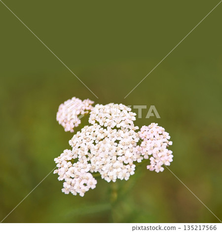 Delicate cluster of pink and white yarrow flowers against a soft green Delicate cluster of pink and white yarrow flowers against a soft green 135217566