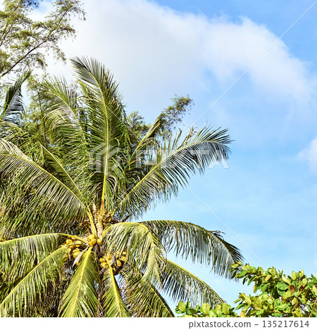 Tropical coconut palm tree against bright blue sky with lush green foliage 135217614