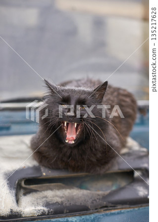 Black cat with open mouth sitting on car hood, showing teeth in a fierce Black cat with open mouth sitting on car hood, showing teeth in a fierce 135217628