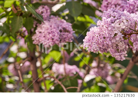 Blooming lilac flowers in sunlit garden with lush green leaves and soft purple Blooming lilac flowers in sunlit garden with lush green leaves and soft purple 135217630