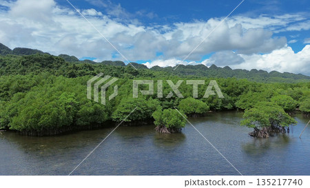 Mangrove sea landscape in tropical coastal region Mangrove sea landscape in tropical coastal region 135217740