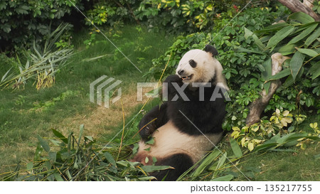 Cute giant panda bear eating bamboo Cute giant panda bear eating bamboo 135217755