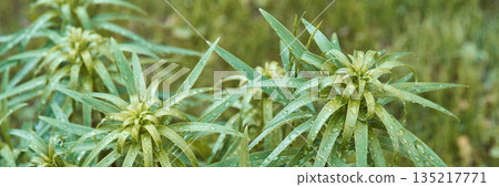 Close-up of green foliage with raindrops in a lush garden setting 135217771