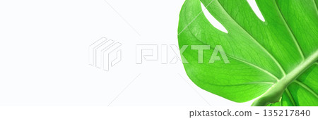 Close-up of lush green monstera leaf with intricate veins on white background 135217840
