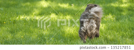 Fluffy brown dog sniffing grass in sunny park Fluffy brown dog sniffing grass in sunny park 135217851
