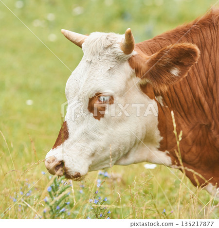 Brown and white cow grazing in lush green meadow with wildflowers in summer Brown and white cow grazing in lush green meadow with wildflowers in summer 135217877