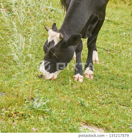 Holstein cow grazing on green pasture in sunny countryside farm landscape 135217879