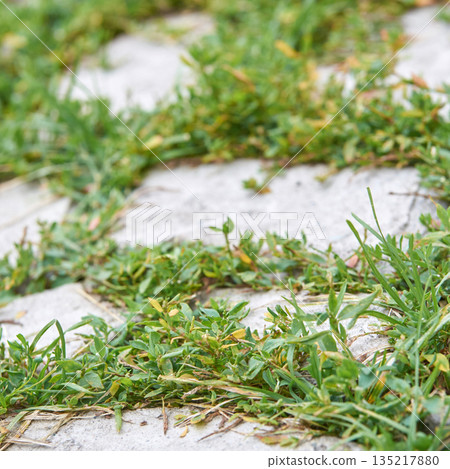 Close-up view of green grass growing between concrete pavement stones Close-up view of green grass growing between concrete pavement stones 135217880