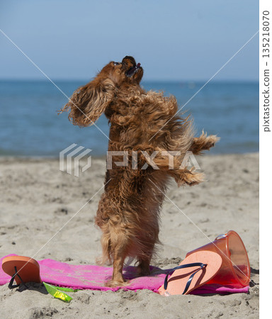 cavalier king charles on the beach cavalier king charles on the beach 135218070