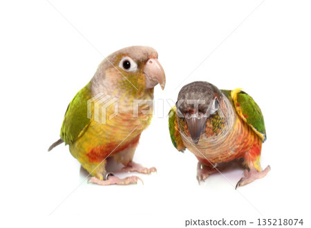 conure cinnamon in studio conure cinnamon in studio 135218074