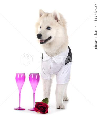 Pomsky in studio Pomsky in studio 135218087