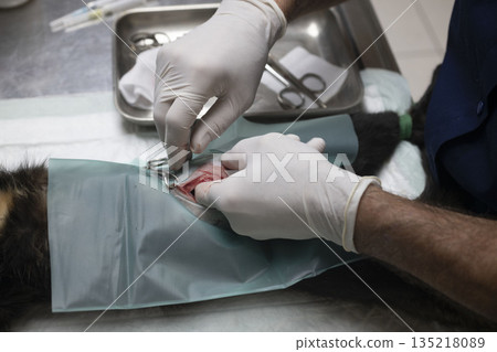 cat sterilization and vet cat sterilization and vet 135218089
