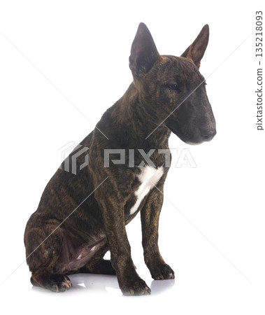 miniature bull terrier in studio miniature bull terrier in studio 135218093