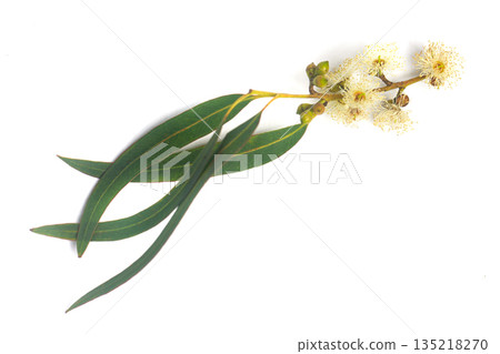 Twig of eucalyptus. Fruits gumnuts, flower and green eucalipto leaves on white background 135218270