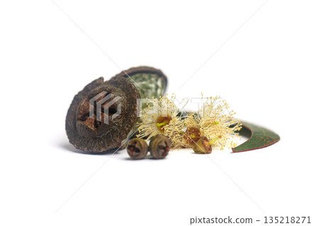 Eucalyptus flower and fruits gumnuts on white background 135218271