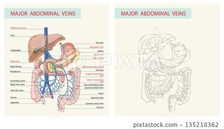 Major abdominal veins anatomical diagram of the human digestive system and portal circulation 135218362