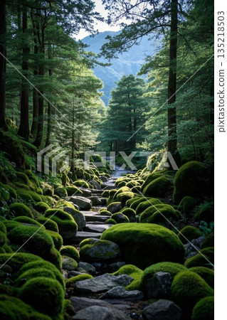 森林中布满苔藓的石径景观 135218503