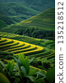 户外绿色梯田自然风光 135218512