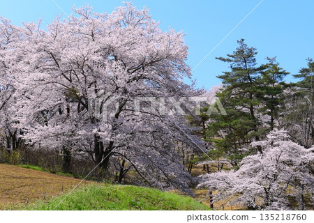 令和4年長瀞町野堂山的櫻花（攝於2022年） 135218760