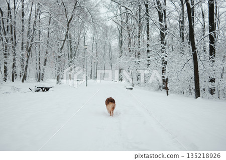 Australian shepherd dog walking away along a snowy park path surrounded by winter trees. Rear view. Quiet urban nature scene showing cold weather, fresh snow and solitude Australian shepherd dog walking away along a snowy park path surrounded by winter trees. Rear view. Quiet urban nature scene showing cold weather, fresh snow and solitude 135218926