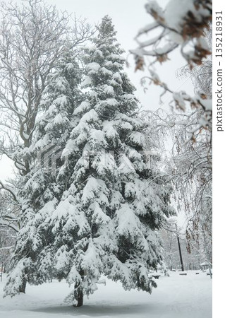 Snow covered trees forming a dense winter park scene with soft light and muted tones. Urban nature landscape showing cold weather and seasonal stillness 135218931