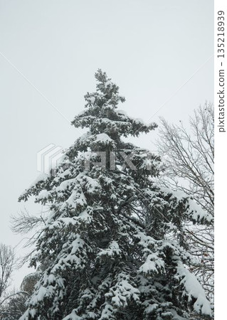 Snow covered evergreen tree rising against a pale winter sky in a city park. Minimal winter landscape with soft light, cold air and calm seasonal mood 135218939