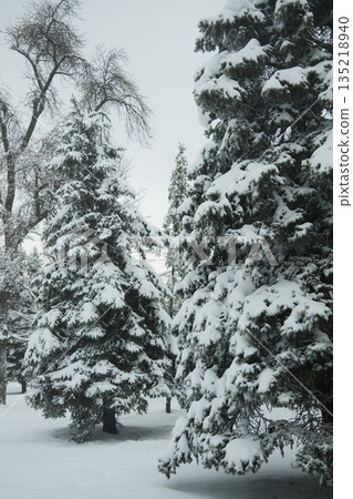 Snow covered evergreen trees in a winter park in Belgrade creating a quiet natural scene. Cold seasonal landscape with fresh snow, soft light and calm atmosphere 135218940