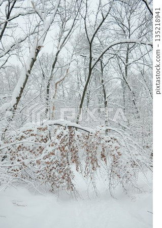 Snow covered forest in Belgrade with bare trees and branches weighed down by fresh snow. Quiet winter nature scene showing cold weather, seasonal stillness and natural texture Snow covered forest in Belgrade with bare trees and branches weighed down by fresh snow. Quiet winter nature scene showing cold weather, seasonal stillness and natural texture 135218941
