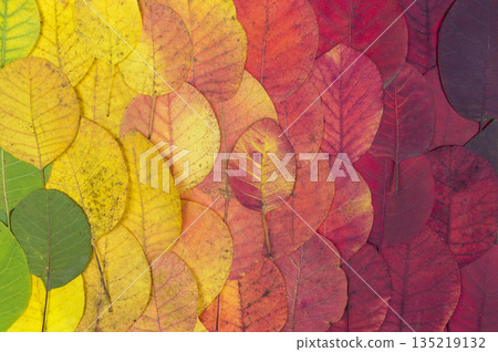 Autumn leaves - autumn gradient in color. Multicolored bright leaves texture. Autumn leaves concept 135219132