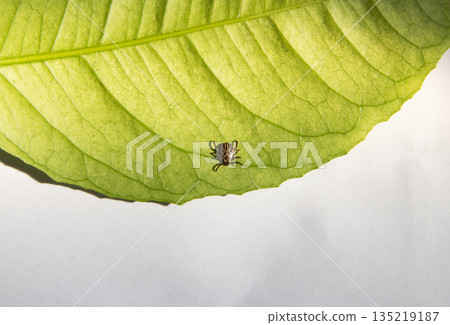 Infected dangerous biting Tick on a green leaf. Carrier of infections and viruses. Infected dangerous biting Tick on a green leaf. Carrier of infections and viruses. 135219187