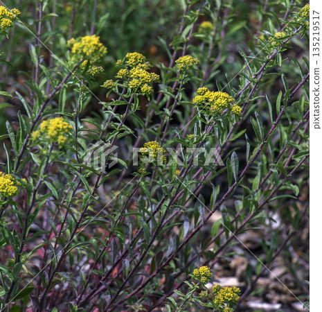 Close-up of the small yellow flowers of Alyssum desertorum. Alyssum desertorum is species of flowering plant in the family Brassicaceae known by the common name desert madwort. Close-up of the small yellow flowers of Alyssum desertorum. Alyssum desertorum is species of flowering plant in the family Brassicaceae known by the common name desert madwort. 135219517