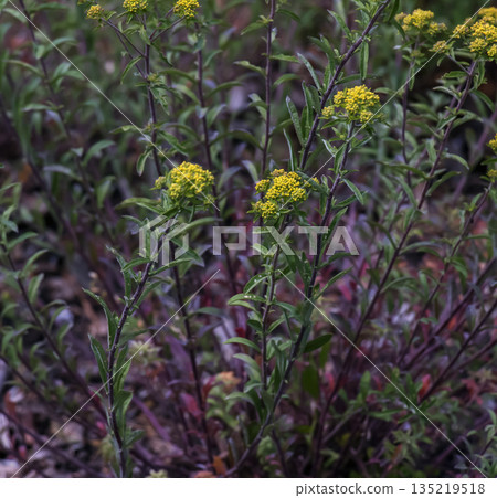 Close-up of the small yellow flowers of Alyssum desertorum. Alyssum desertorum is a species of flowering plant in the family Brassicaceae known by the common name desert madwort. Close-up of the small yellow flowers of Alyssum desertorum. Alyssum desertorum is a species of flowering plant in the family Brassicaceae known by the common name desert madwort. 135219518