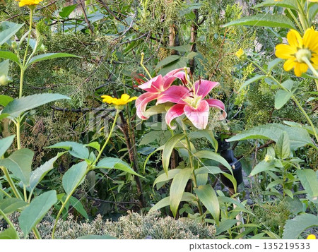 Lilium longiflorum or Easter lily 135219533