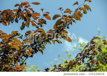 Prunus cerasifera is a plum tree, also known as the cherry plum and myrobalan plum. It is native to Europe and Asia and has also become naturalized in British Isles and parts of North America. Prunus cerasifera is a plum tree, also known as the cherry plum and myrobalan plum. It is native to Europe and Asia and has also become naturalized in British Isles and parts of North America. 135220016