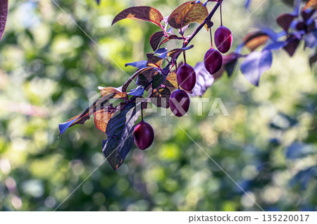 Prunus cerasifera is a plum tree, also known as the cherry plum and myrobalan plum. It is native to Europe and Asia and has also become naturalized in the British Isles and parts of North America. Prunus cerasifera is a plum tree, also known as the cherry plum and myrobalan plum. It is native to Europe and Asia and has also become naturalized in the British Isles and parts of North America. 135220017