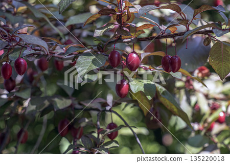 Prunus cerasifera is plum tree, also known as the cherry plum and myrobalan plum. It is native to Europe and Asia and has also become naturalized in the British Isles and parts of North America. Prunus cerasifera is plum tree, also known as the cherry plum and myrobalan plum. It is native to Europe and Asia and has also become naturalized in the British Isles and parts of North America. 135220018
