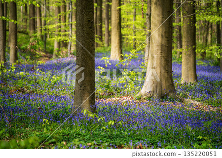 Blossoming lovely spring violet-blue forest flowers - common bluebells or Hyacinthoides, Belgium Blossoming lovely spring violet-blue forest flowers - common bluebells or Hyacinthoides, Belgium 135220051