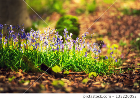 Blossoming lovely spring violet-blue forest flowers - common bluebells or Hyacinthoides, Belgium 135220052