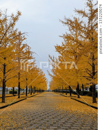 Ginkgo bunches 135220074