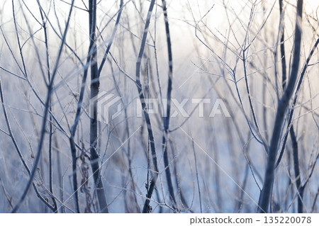 tree in the storm 135220078