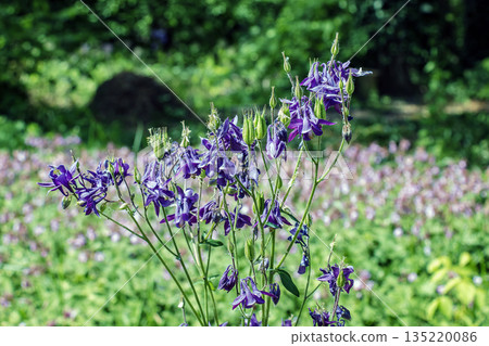 Columbine or Aquilegia vulgaris is a common columbine with a purple flowers. Columbine or Aquilegia vulgaris is a common columbine with a purple flowers. 135220086