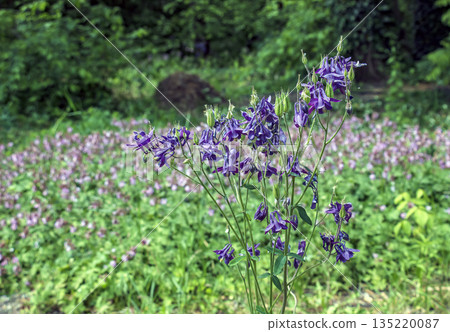 Columbine or Aquilegia vulgaris is a common columbine with purple flowers. Columbine or Aquilegia vulgaris is a common columbine with purple flowers. 135220087
